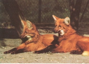 Pes hřívnatý xxxx 95 030 CZ ** - Fauna